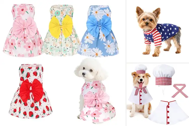 Detailed view of Best Dog Holiday Outfits