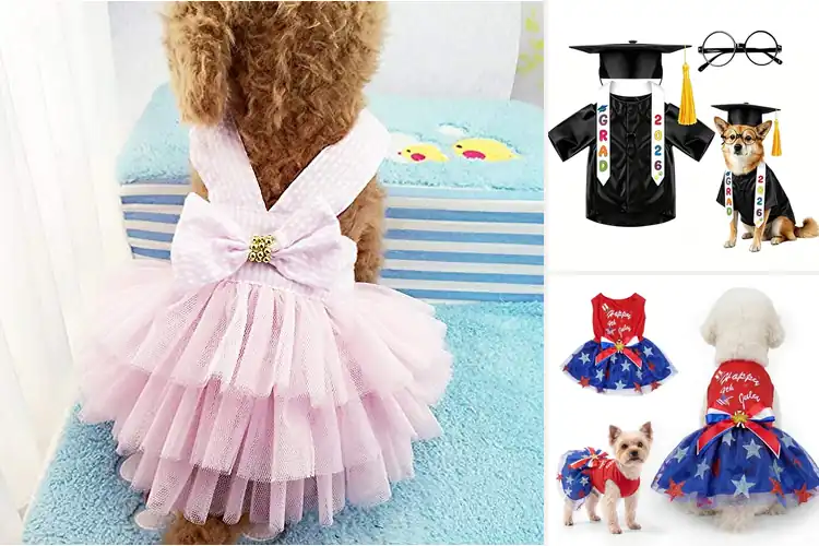 Detailed view of Best Dog Party Outfits