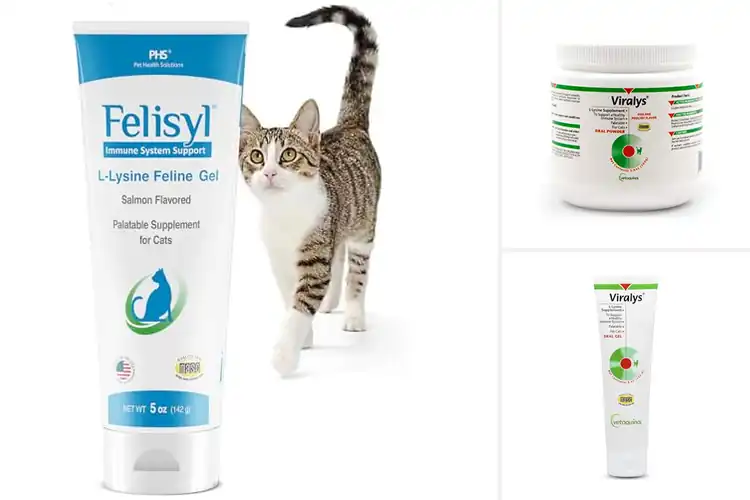 Detailed view of Best L Lysine For Kittens: Top 10 Immune Boosters