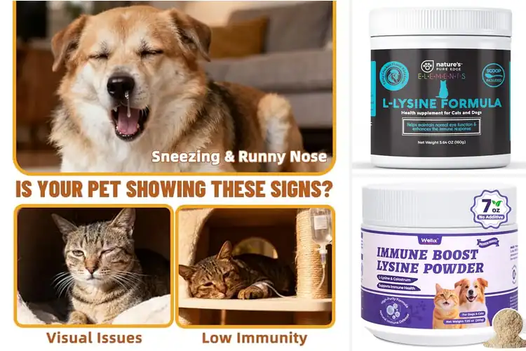 Detailed view of Best Powder Lysine For Cats And Dogs