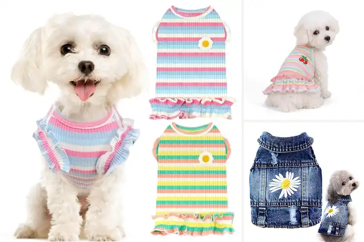 Detailed view of Best Spring Summer Dog Outfits